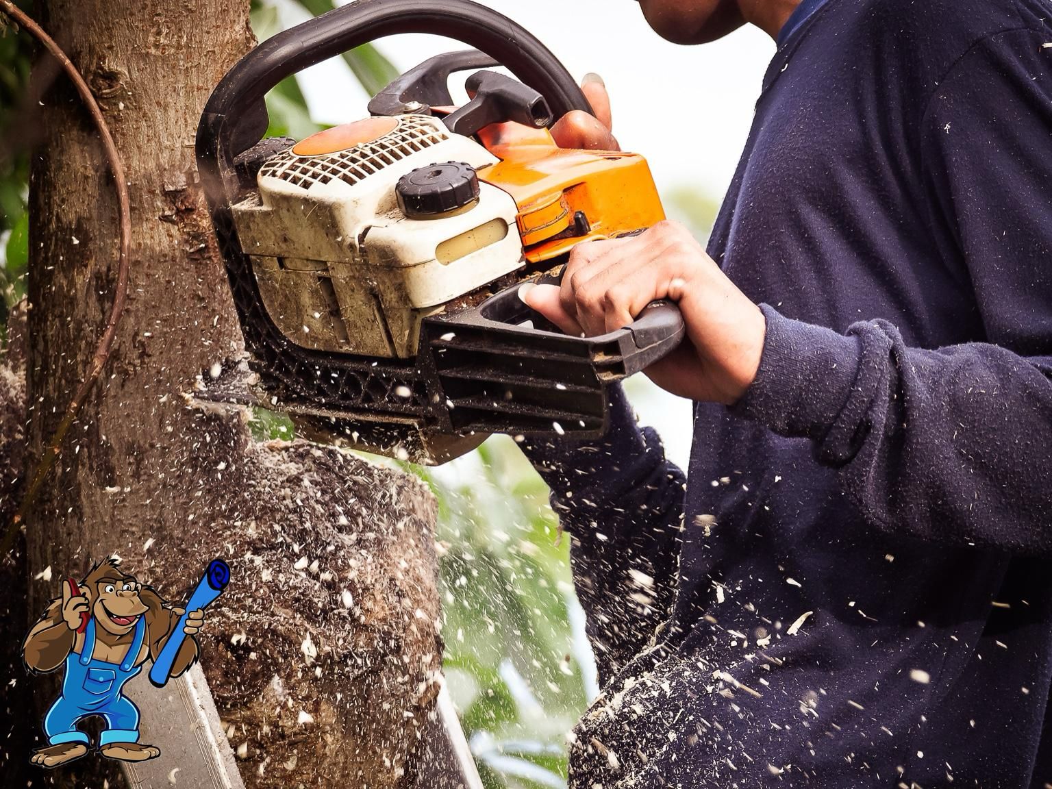 Tree Removal services