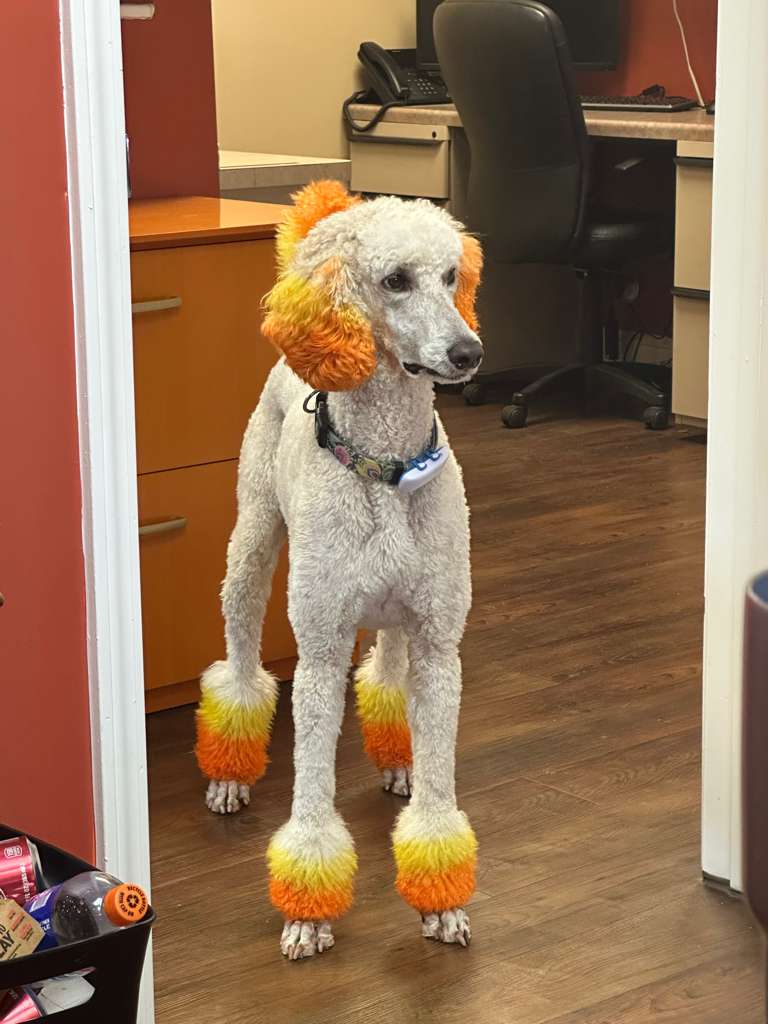 Candy Corn and Kindness: How Gorilla Building Welcomes Fall (and Furry Friends!)